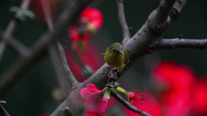 春季素材