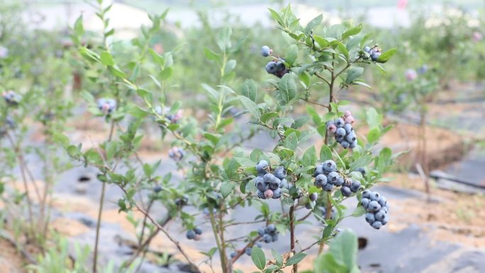 新鲜蓝莓果实挂满枝头