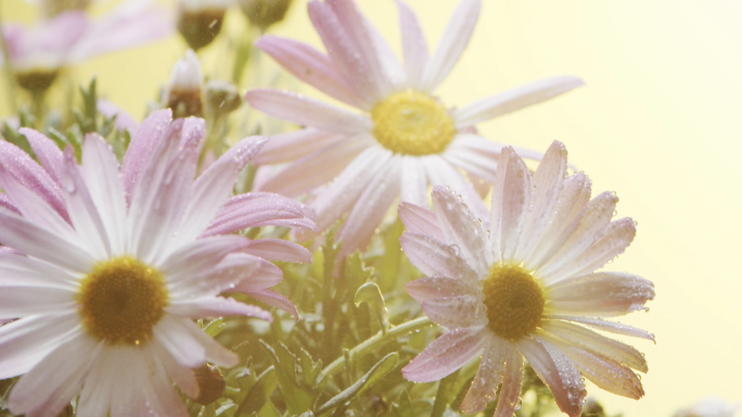 微距特写盛开的雏菊花朵再雨中滴水珠