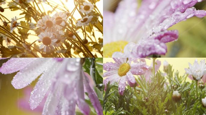 微距特写盛开的雏菊花朵再雨中滴水珠