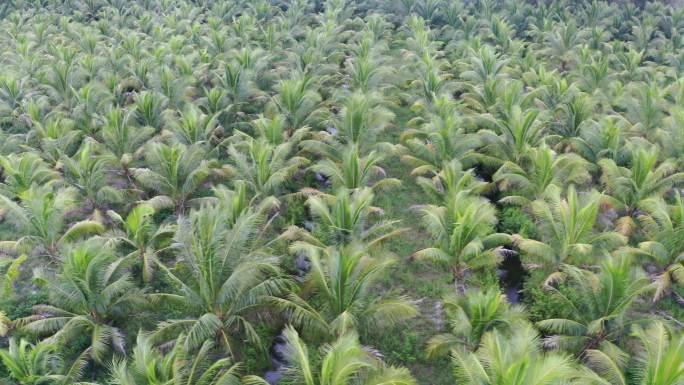 航拍椰林种植基地灌水系统
