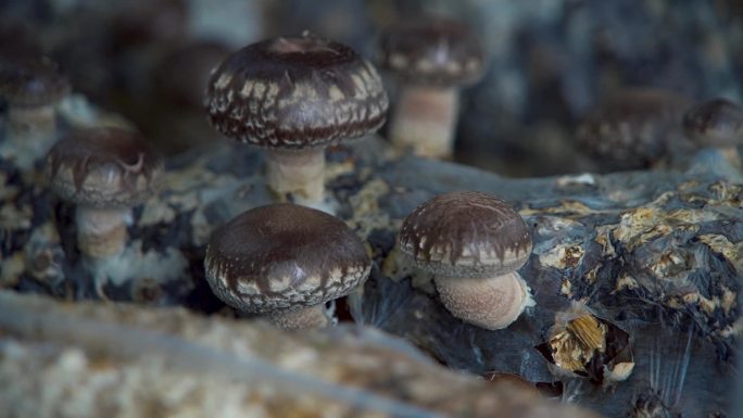 蘑菇香菇培育基地