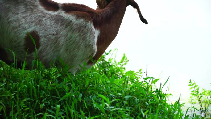 新农村生态养殖的羊群吃草养殖视频