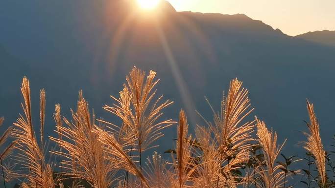 夕阳高山金色芦花唯美