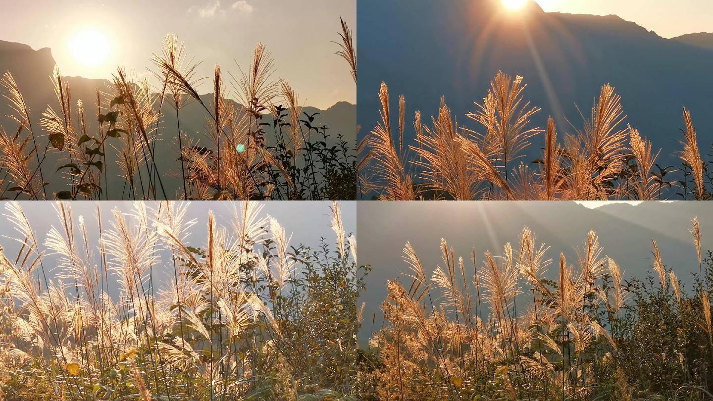 夕阳高山金色芦花唯美