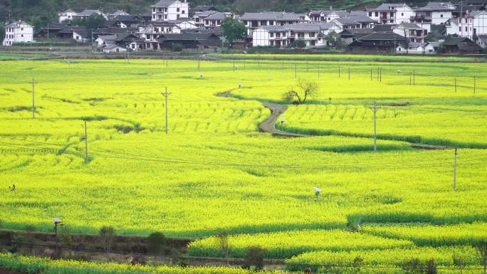 新农村油菜花人居环境乡村振兴农田建设