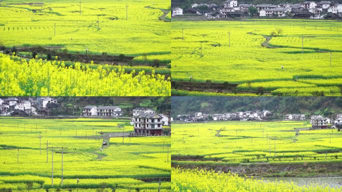 新农村油菜花人居环境乡村振兴农田建设