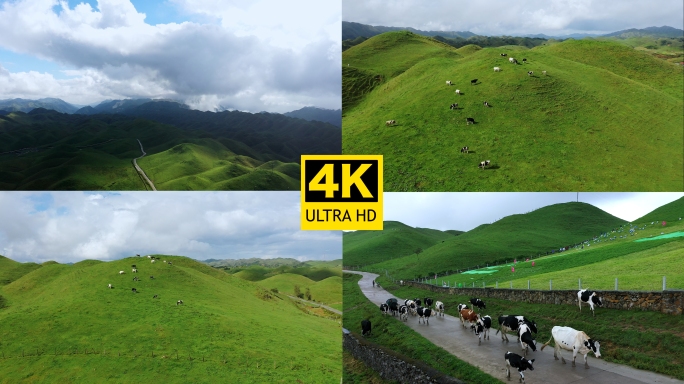 4K 阳光草原奶牛