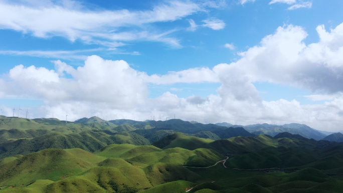 4K 阳光草原奶牛