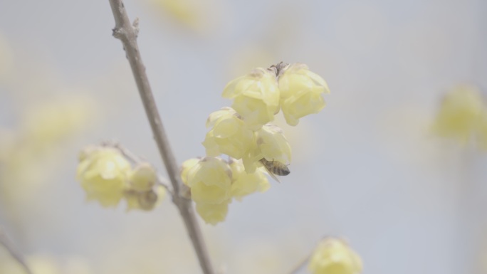 4K log模式素材 腊梅上的蜜蜂