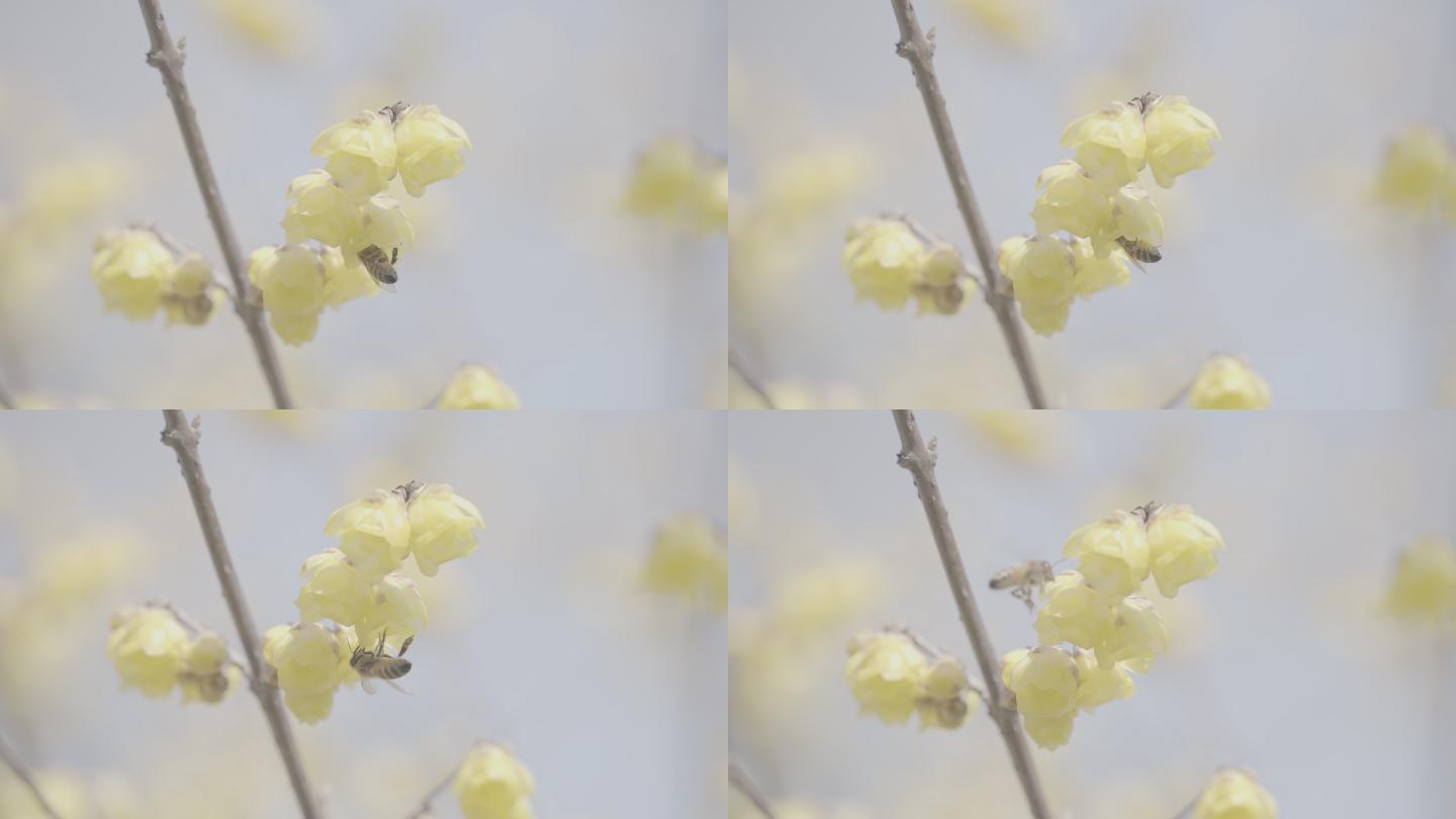 4K log模式素材 腊梅上的蜜蜂