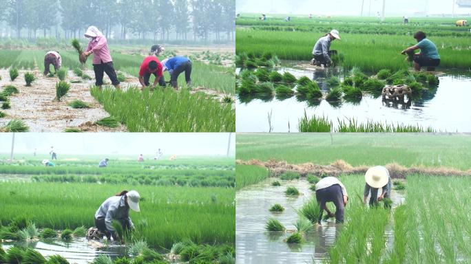农民人工插秧，水稻种植