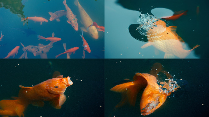 锦鲤金鱼鲤鱼戏水鱼池水鱼锦鲤锦鲤锦鲤立夏