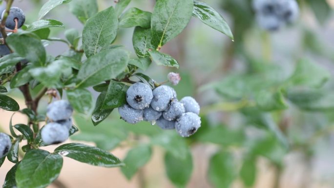 新鲜蓝莓果实挂满枝头