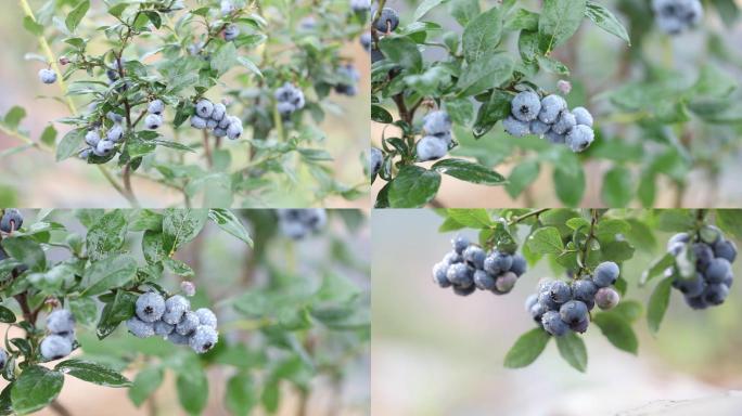 新鲜蓝莓果实挂满枝头