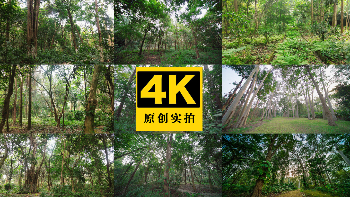 亚热带雨林森林热带丛林树林茂密植物园4K