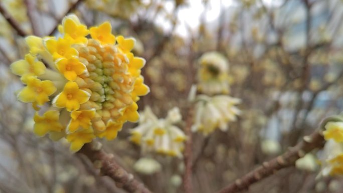 空镜头立春黄色的花 风中摇曳的花