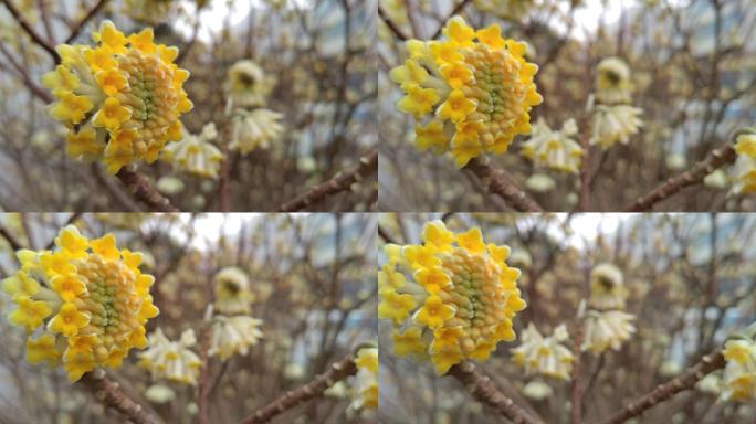 空镜头立春黄色的花 风中摇曳的花