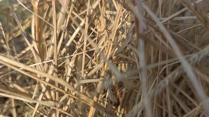 空镜头枯萎的稻草，冬秋特写穿梭在枯草中