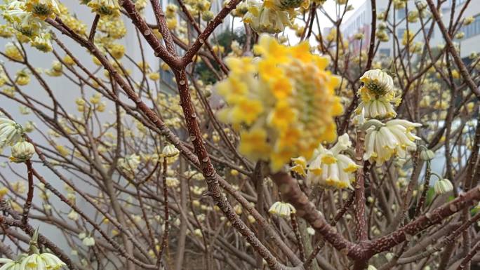 立春时分空镜头奶黄色小清新花朵在风中摇曳