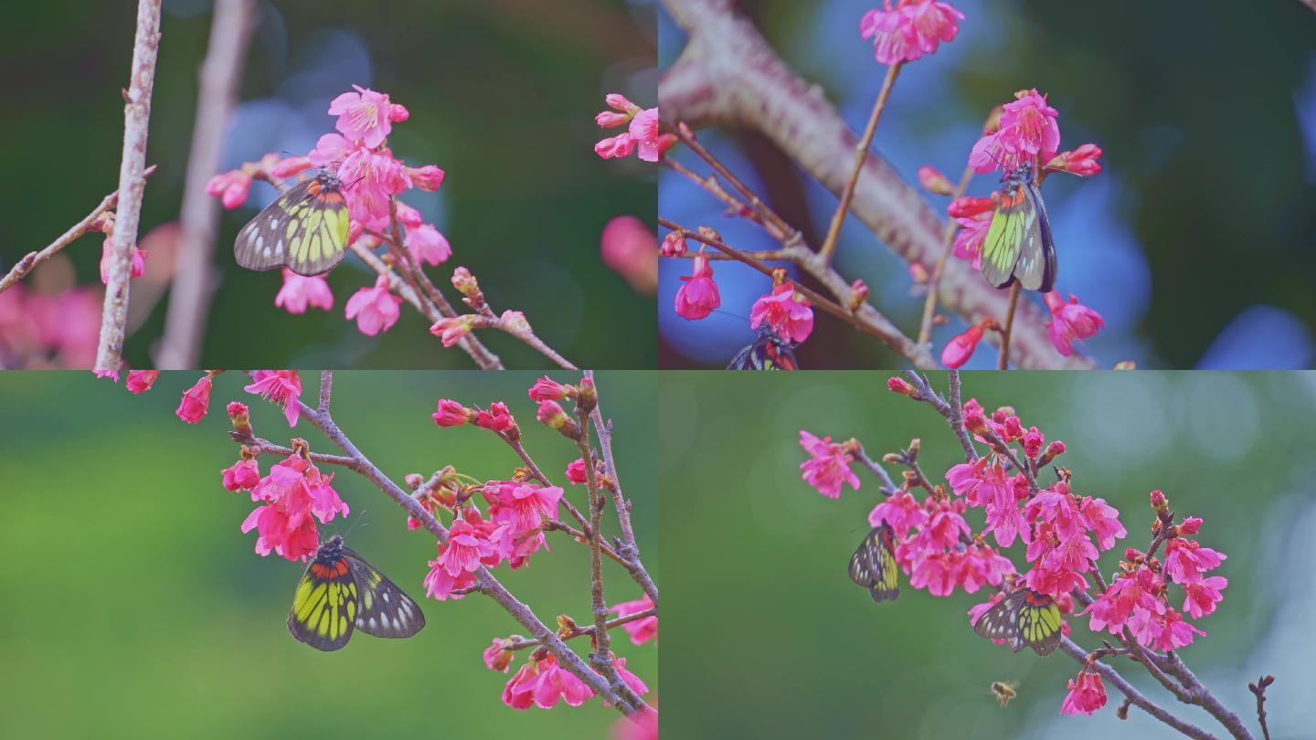 【正版原创】樱花树上的蝴蝶