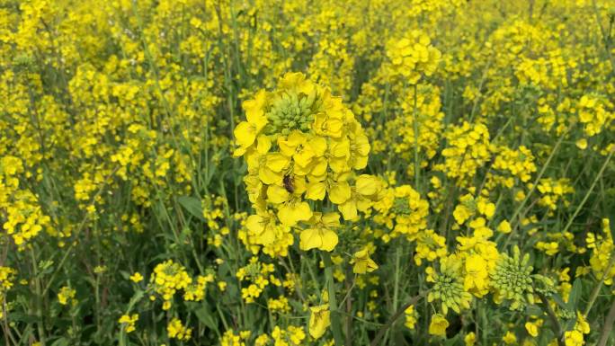 油菜花蜜蜂采蜜金黄色油菜花春天成都油菜花