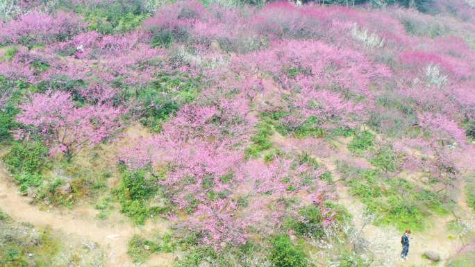 超山梅花航拍