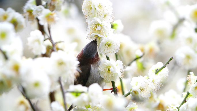 白梅花素材