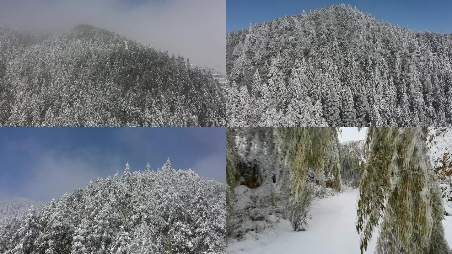 浙西南高山的雪景、冰雪压弯竹子形成的拱门