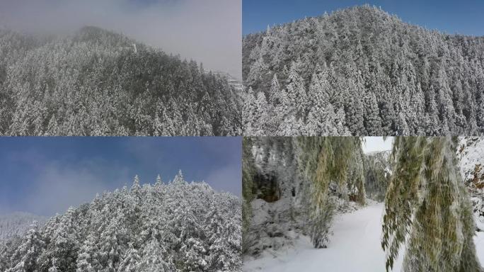 浙西南高山的雪景、冰雪压弯竹子形成的拱门