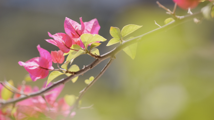 4k 三角梅 厦门 市花