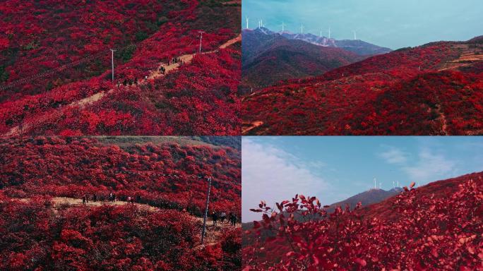 秋天满山红叶
