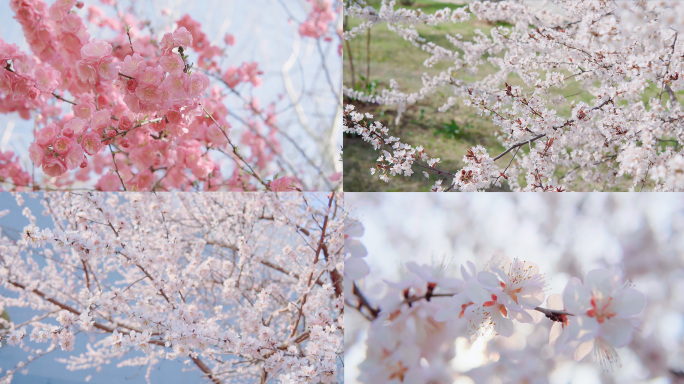 春暖花开唯美自然清新百花齐放春分