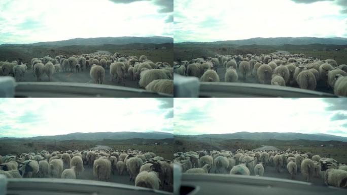 青海藏区羊群