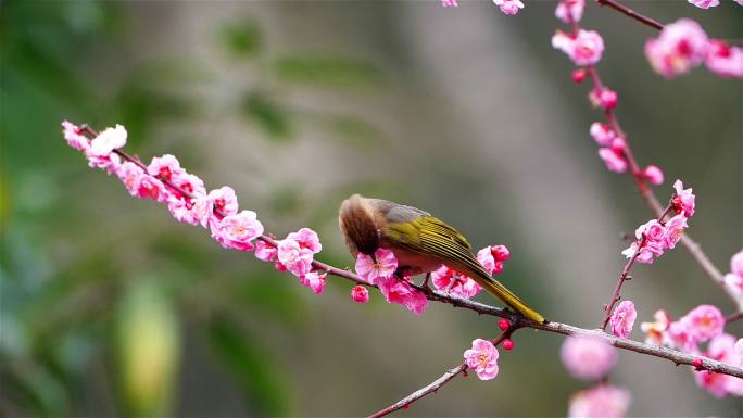 唯美的花儿素材