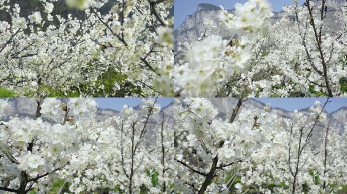 贵阳凹河樱花节