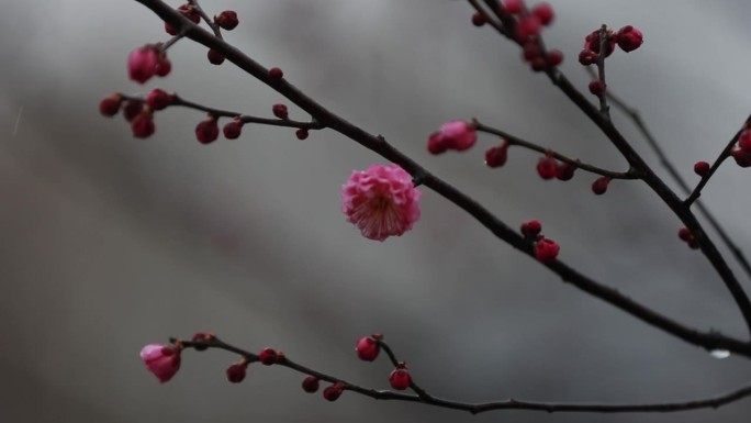 初春萌芽梅花朝露