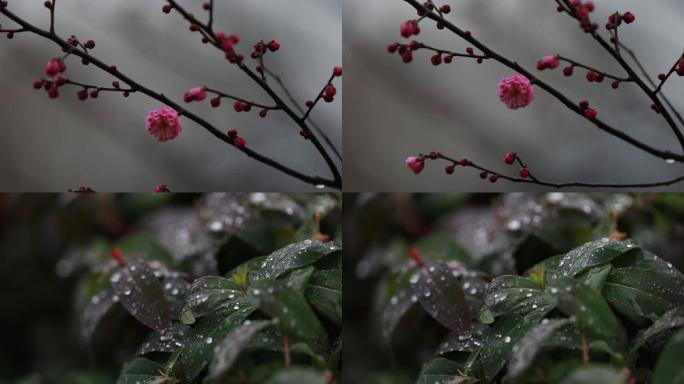 初春萌芽梅花朝露