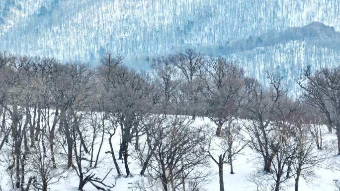 航拍吉林四方顶林海雪原景区