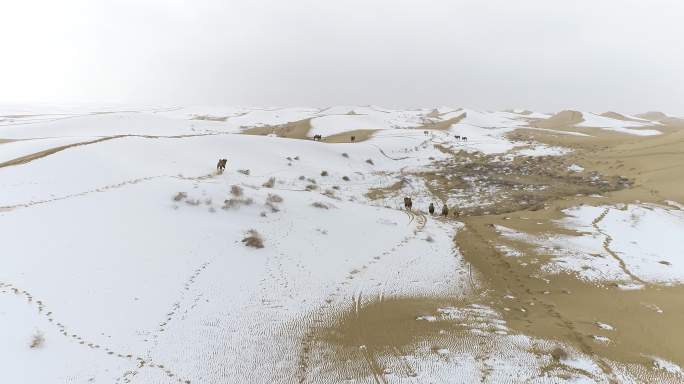雪后大沙漠里奔跑的骆驼