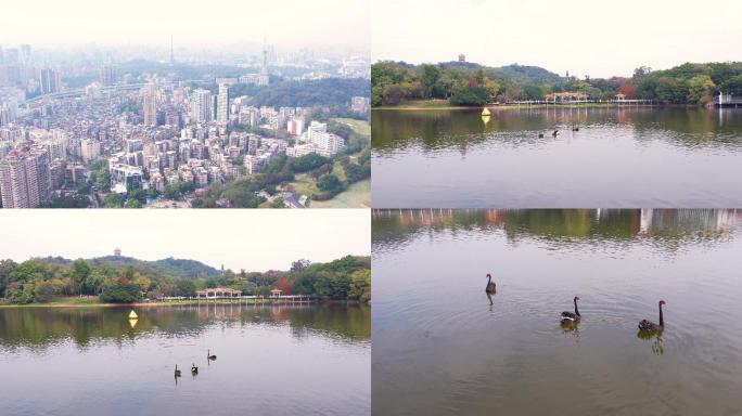 广州麓湖公园景色与天鹅航拍