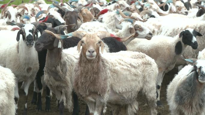 草原羊群近景