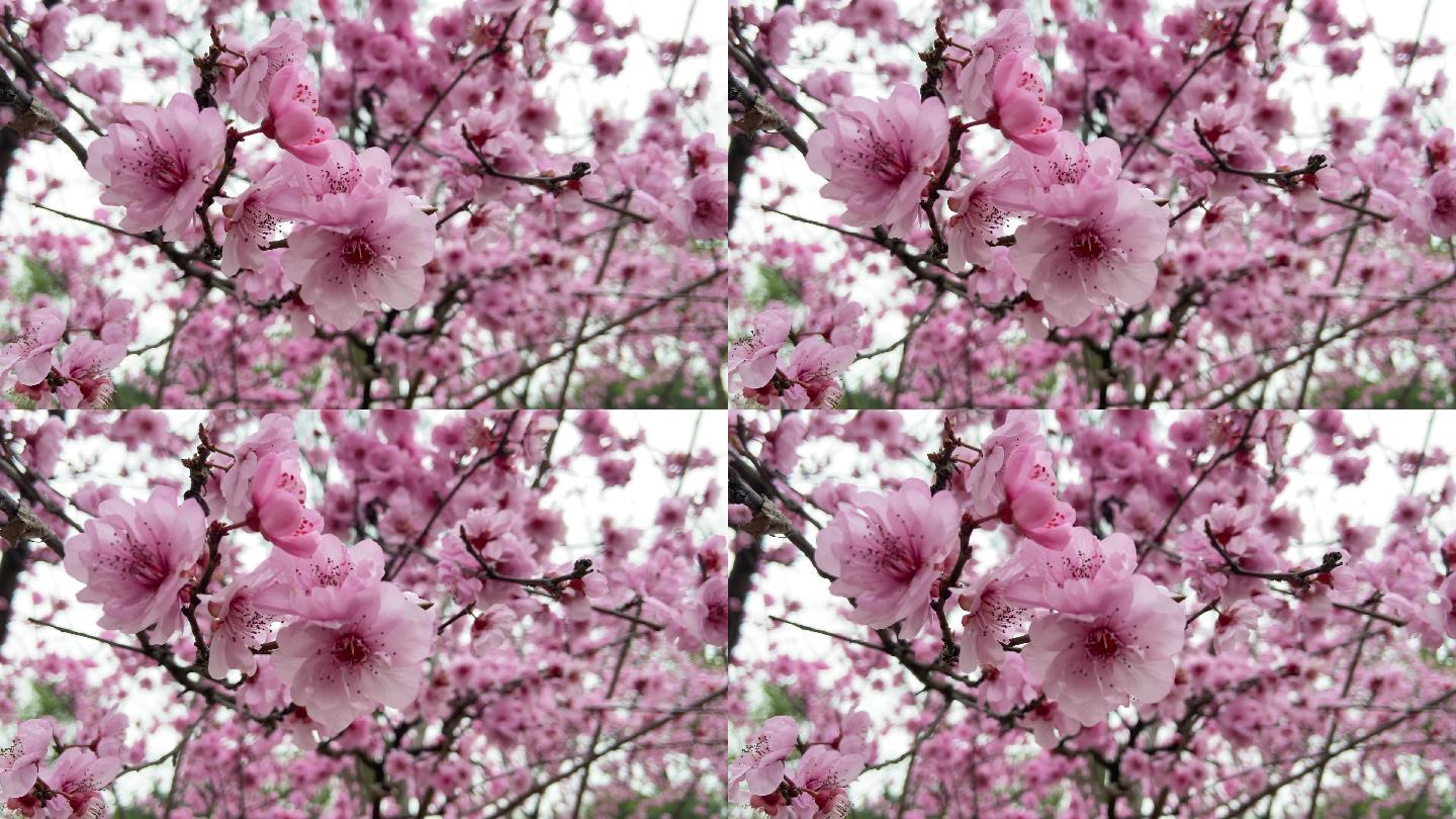 美人梅 春天 花丛 花开 粉色花 景色