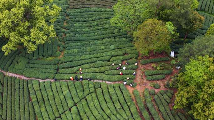 茶茶叶红茶艺采茶泡茶红茶山春茶道茶园农业