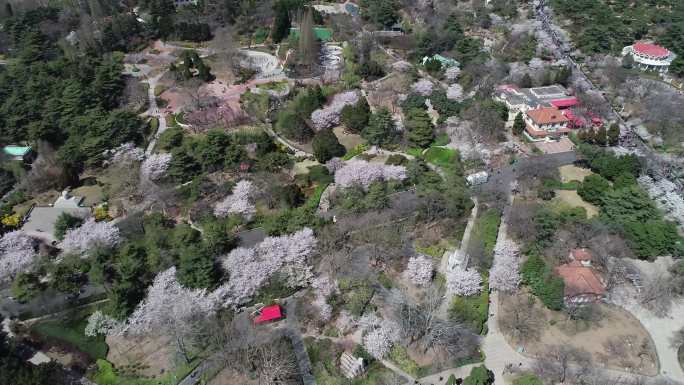 青岛樱花中山公园樱花航拍4K