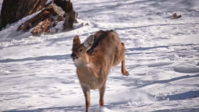 雪地中奔跑的小鹿升格慢动作
