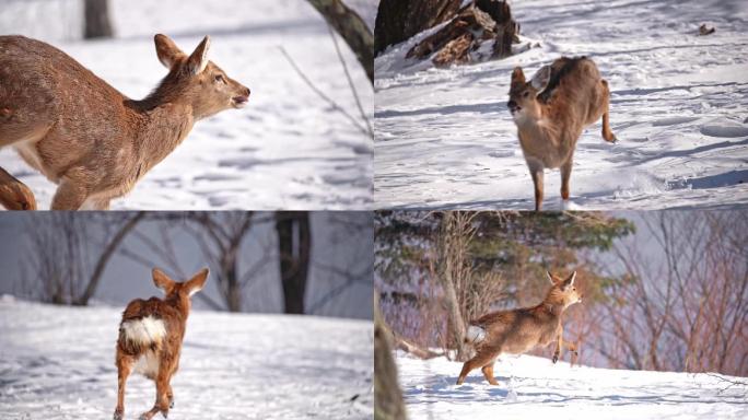 雪地中奔跑的小鹿升格慢动作