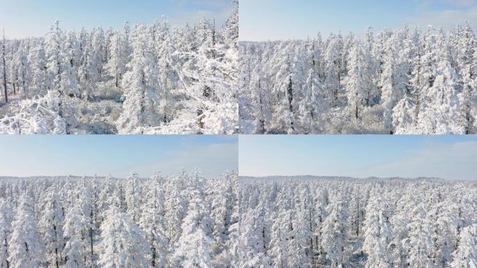4K大雪覆盖的瓦屋山梦幻森林