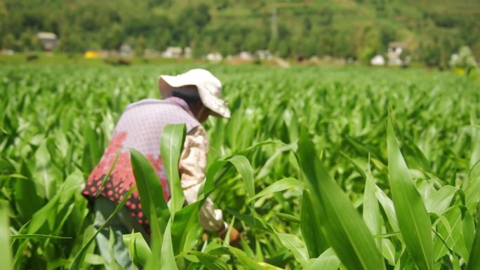 玉米地施肥打药