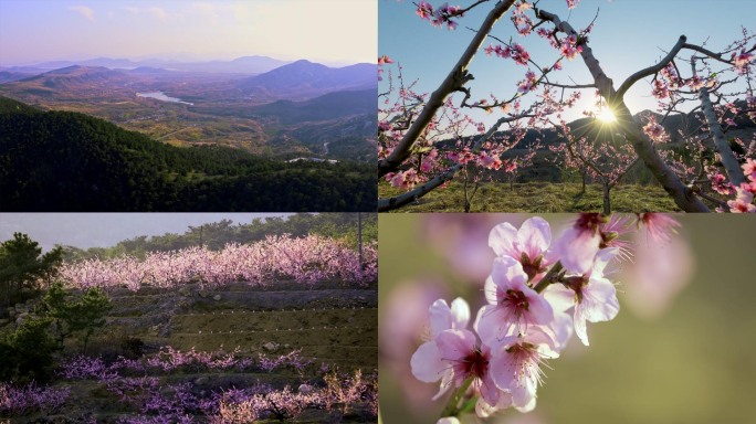 春天春暖花开桃花宣传片航拍唯美沂蒙山